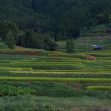 IMGP0147(55mm,F9,0,iso100,KS1)2014yaotomi_s.jpg
