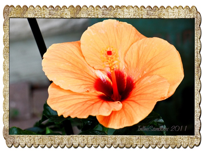 hibiscus in old frame