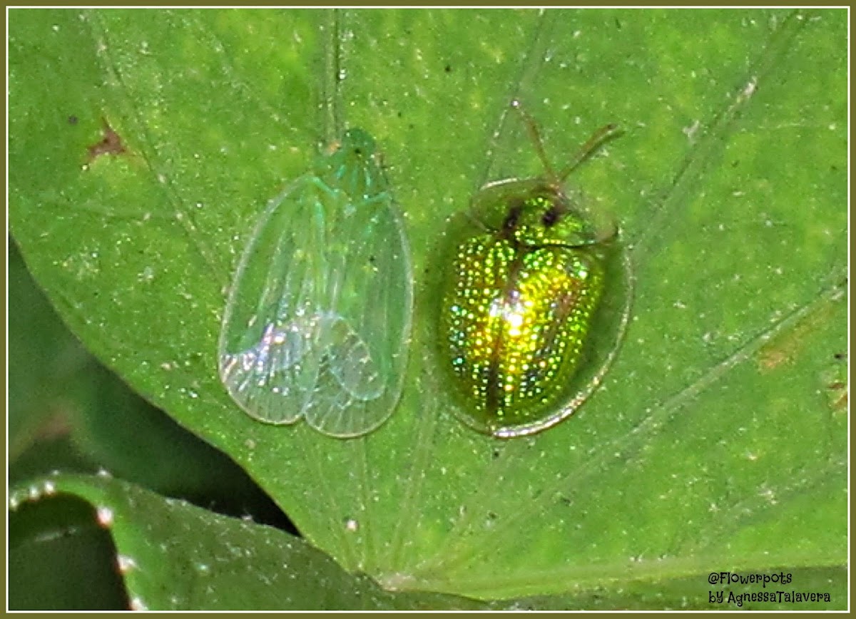 Grainy Planthopper (with Tortoise Beetle)