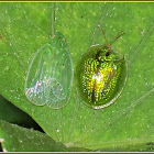 Grainy Planthopper (with Tortoise Beetle)