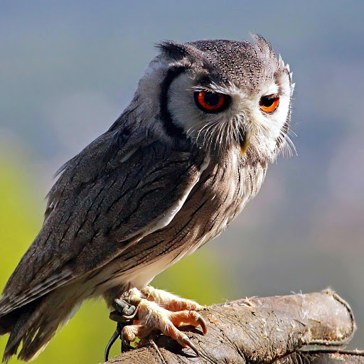 Hd-178191-ascw178191