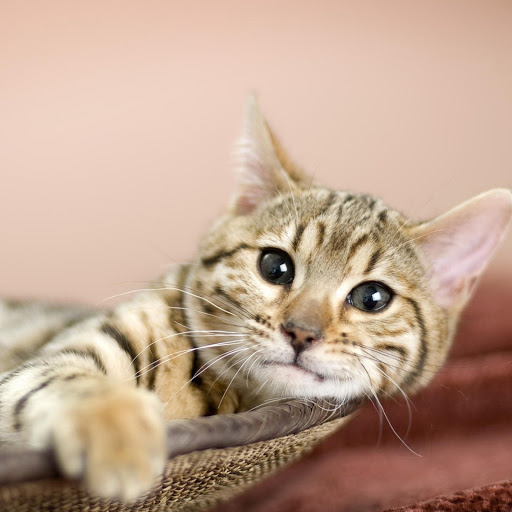 Hd-181304-ascw181304