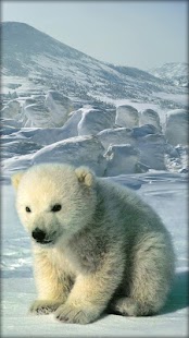 How to install Teddy Bear Live Wallpaper 5.5 mod apk for android