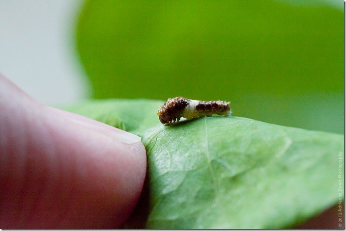 Eastern Tiger Swallowtail Caterpillar - black and white caterpillar