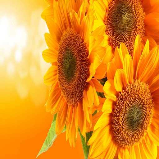 Hd-133346-ascw133346