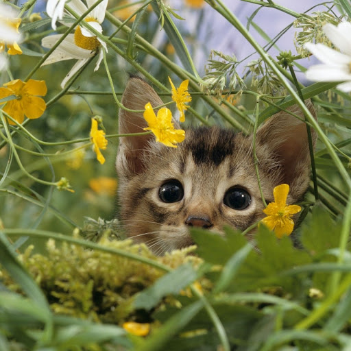 Hd-165540-ascw165540