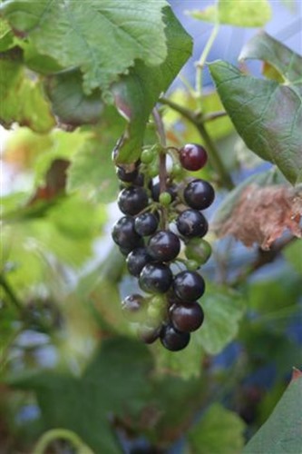 20080917 (Small) 20080917 (Small)