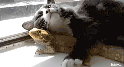 [gato%2520con%2520sue%25C3%25B1o%255B2%255D.gif]