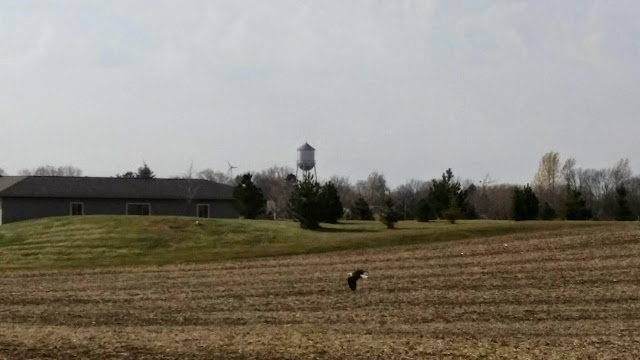 Eagle North of Watkins: cell photo by Trisha