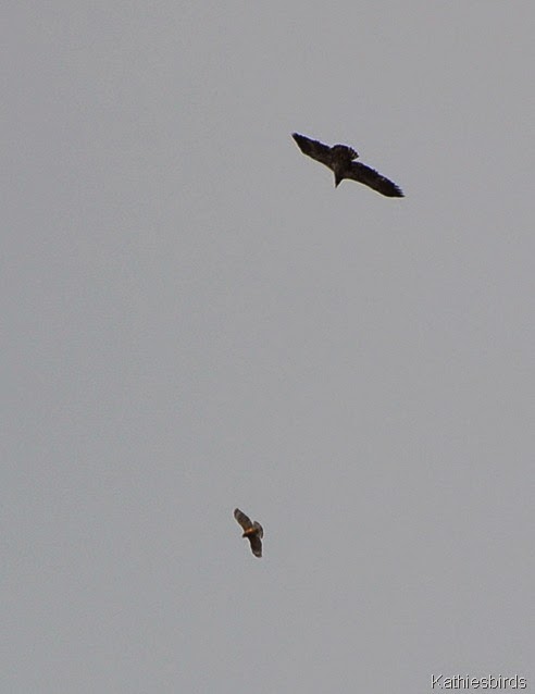 11. hawk and eagle-kab