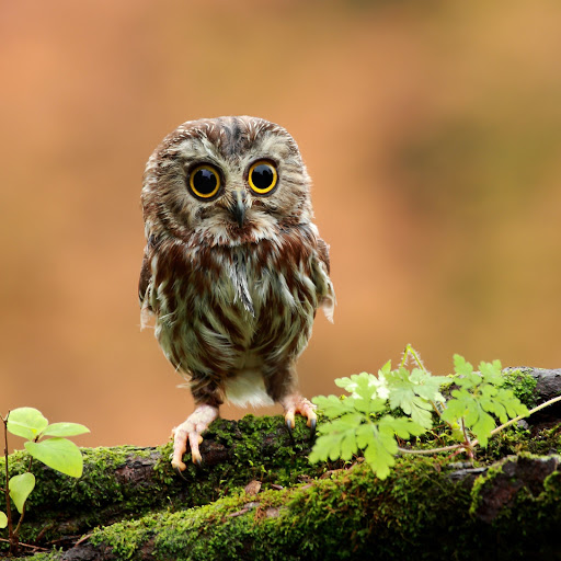 Hd-166206-ascw166206