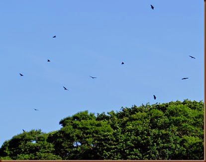 Buzzards and Frigate birds in thermal lift