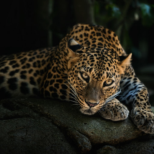 Hd-185314-ascw185314