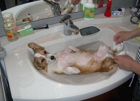 [dogs_069%255B2%255D.jpg]