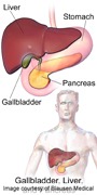 [Gallbladder-Liver-Pancreas-Location%255B5%255D.jpg]