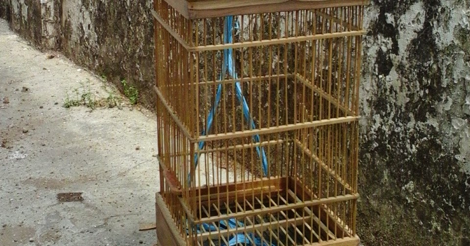 Gambar Kandang Burung Puyuh Dari Bambu Cara membuat