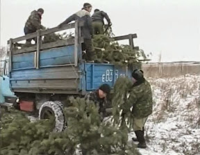 Заготовка елей