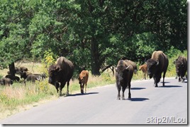 2012_09_01 32 SD Custer SP Wildlife Loop
