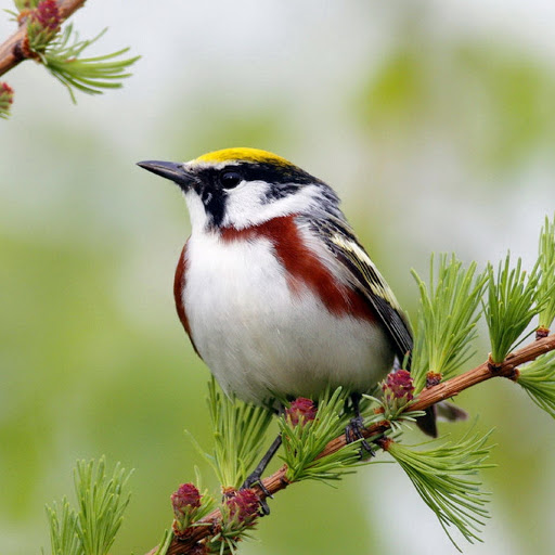 Hd-180600-ascw180600