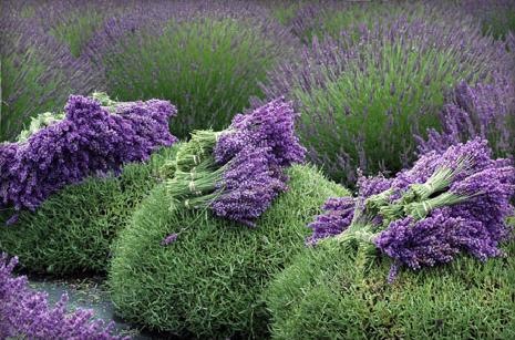 lavender-flower-harvest
