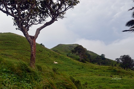 Mt. Pinagbanderahan/Gulugod Baboy