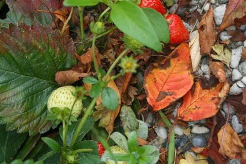 20091002 (1) (Small)