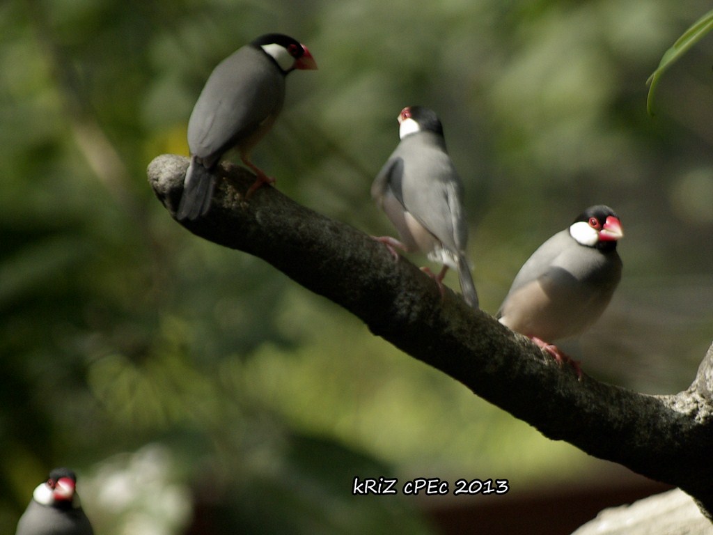 kRiZcPEc PhotoBlog (II): A few Java Finches