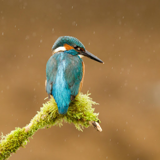 Hd-178005-ascw178005