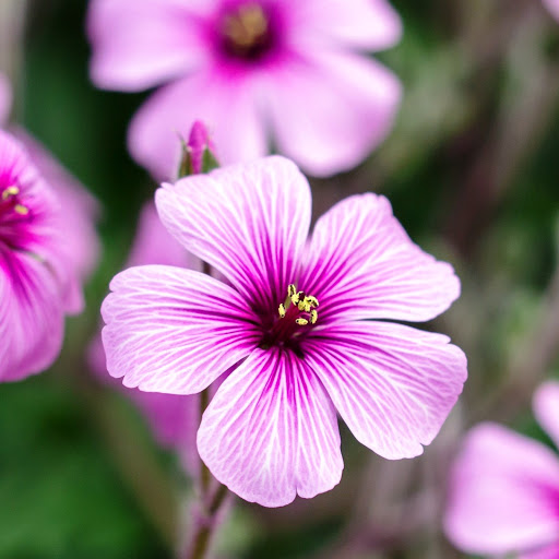 Hd-142729-ascw142729