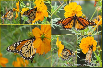 0924 monarch collage