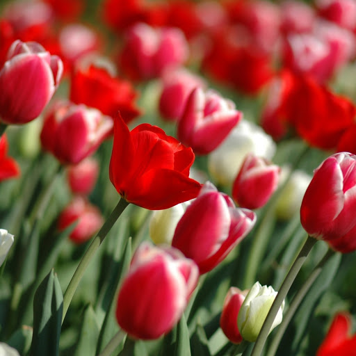 Hd-156749-ascw156749