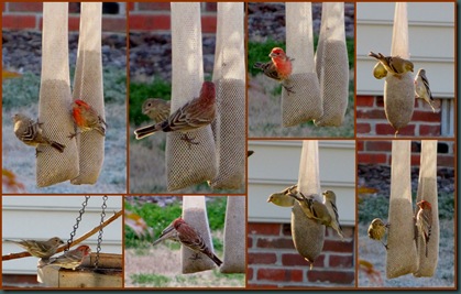 finches collage