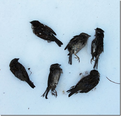 dead-sparrows