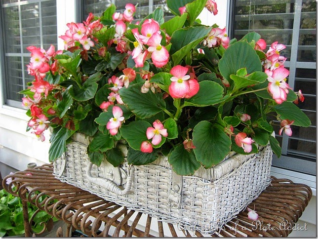 CONFESSIONS OF A PLATE ADDICT Shabby Picnic Basket Planter CONFESSIONS OF A PLATE ADDICT Shabby Picnic Basket Planter