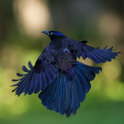 Hd-158465-ascw158465