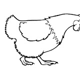 poule1.jpg