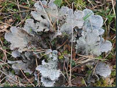 28-dog-lichen