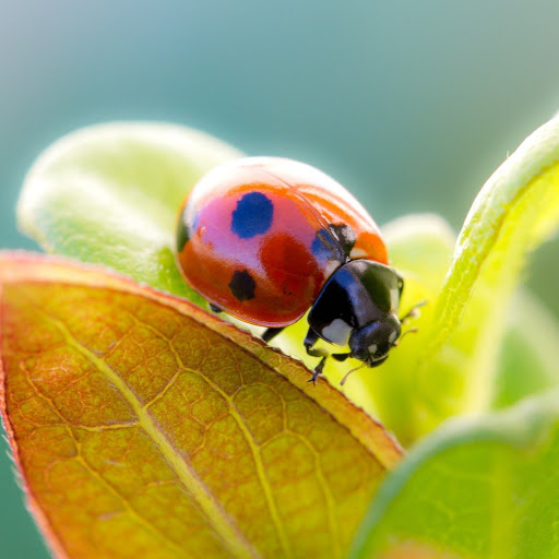 Hd-151572-ascw151572