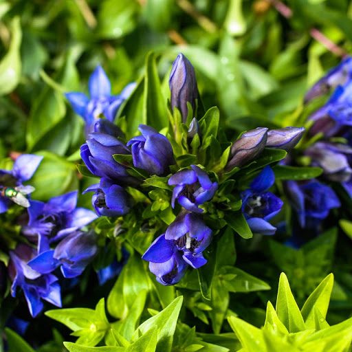 Hd-155111-ascw155111