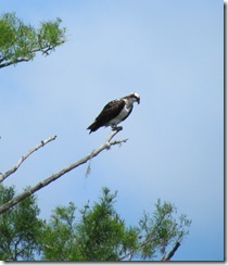 Osprey looking for lunch!