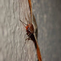 Red Tail Moth