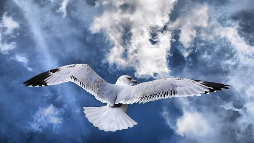 免費下載個人化APP|Seagull Bird HD Wallpaper app開箱文|APP開箱王