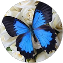 Image Google de Sonia Lisiak