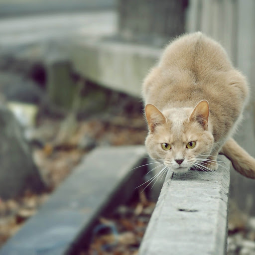 Hd-152547-ascw152547