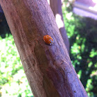 Multicolored Asian Lady Beetle