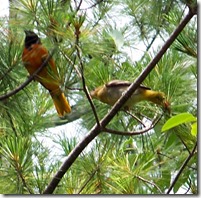 male Oriole with young