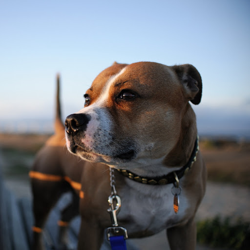 Hd-137479-ascw137479