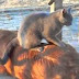 Cats Massaging Dogs Compilation 2014 [NEW] - Funny And Cute