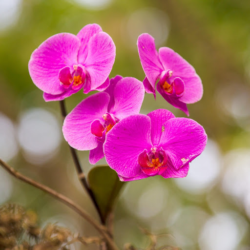 Hd-190568-ascw190568