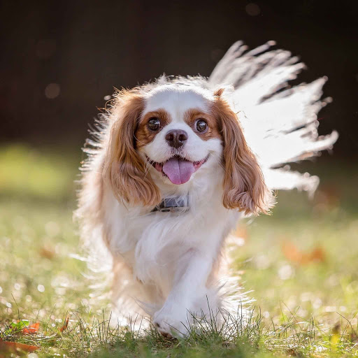 Hd-132023-ascw132023